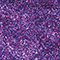 files/LD-8-Brilliant-Purple_29a8b75f-154e-4750-b25c-641de534c07b.png