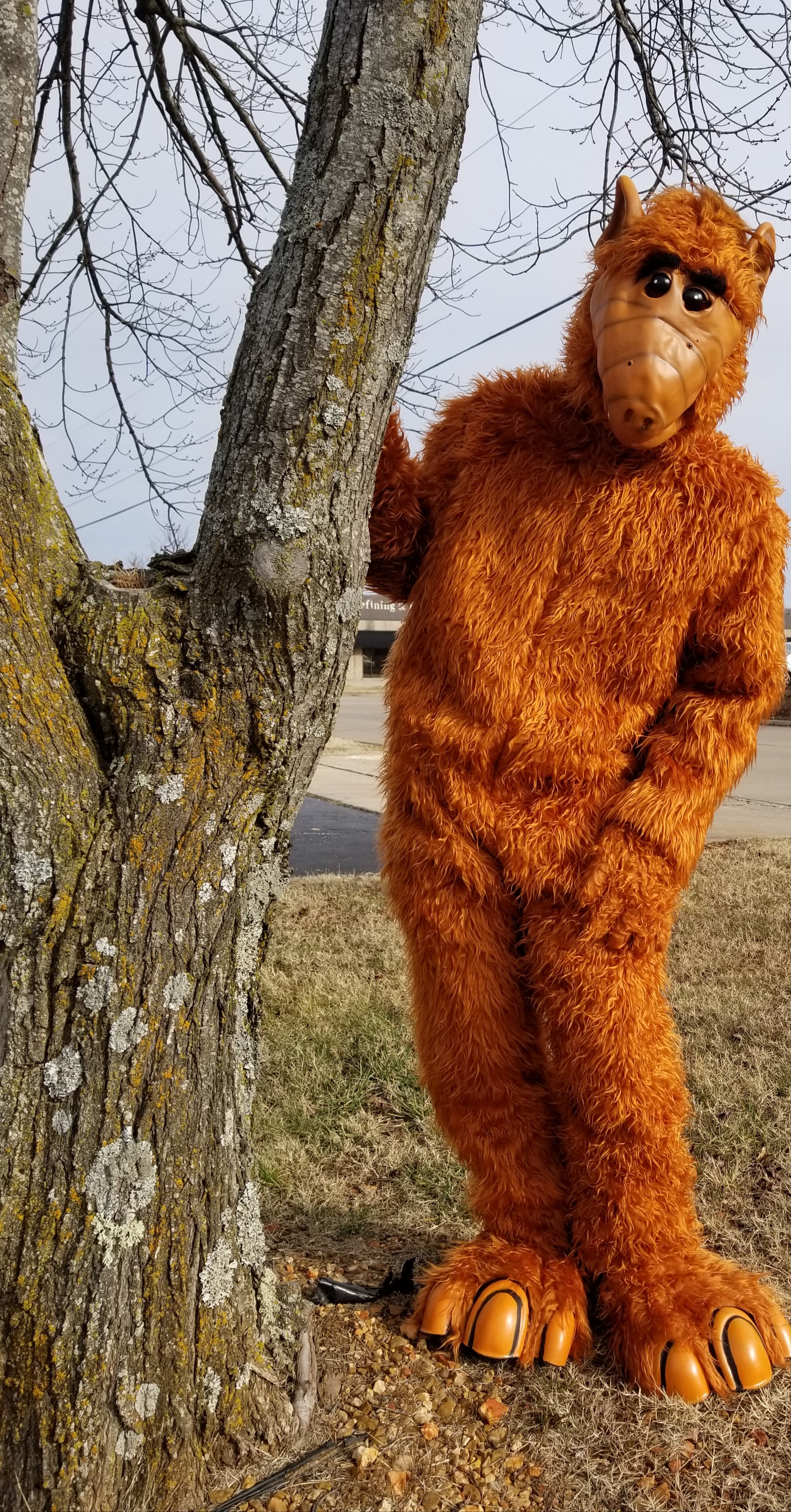Alf X Trunk